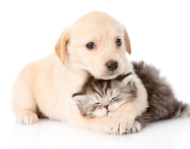 Tiernahrung Geschaft -Tiernahrung Geschaft animal cat and dog baby animal cat wallpaper preview